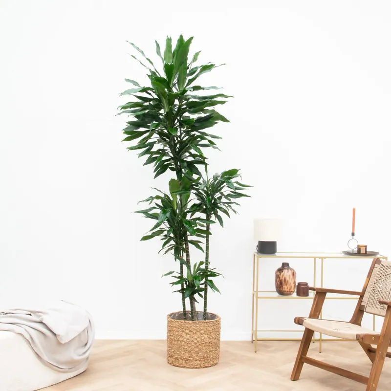 Shop nu - Dracaena Janet Lind XXL - 180cm
