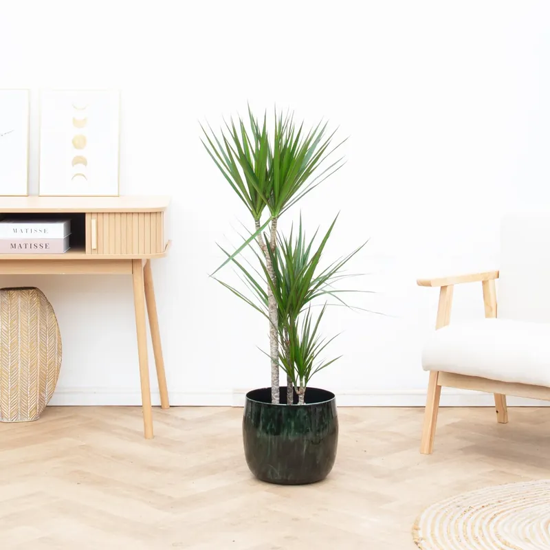 Dracaena Marginata - 110cm | Populair