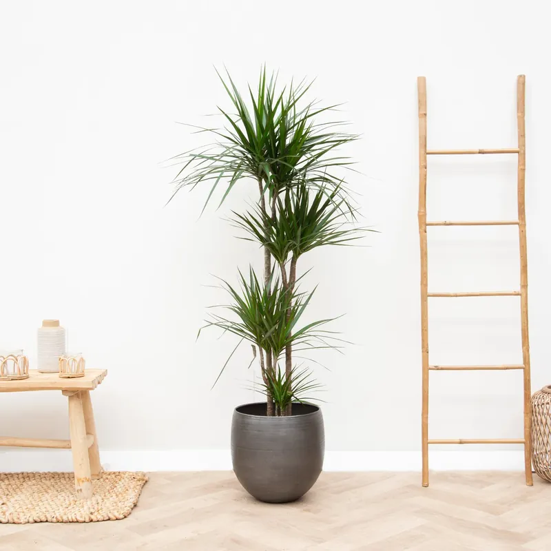 Scherpe prijs - Dracaena Marginata XL - 180cm