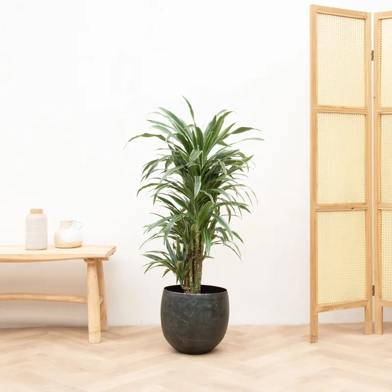 Laatste dagen - Dracaena Warneckei vertakt - 100cm
