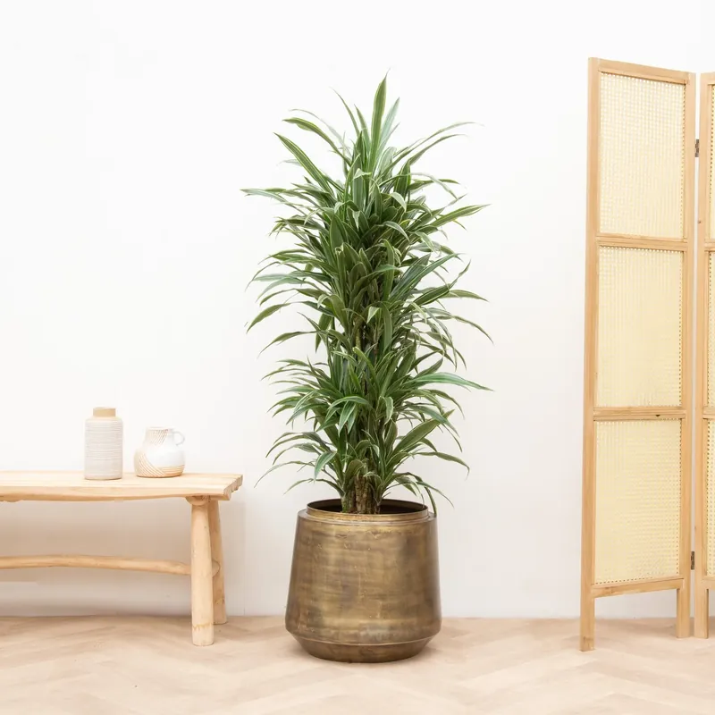 Nieuw binnengekomen - Dracaena Warneckei vertakt - 130cm