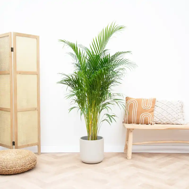 Dypsis Lutescens (Areca palm) - 130cm - Nieuw in de shop