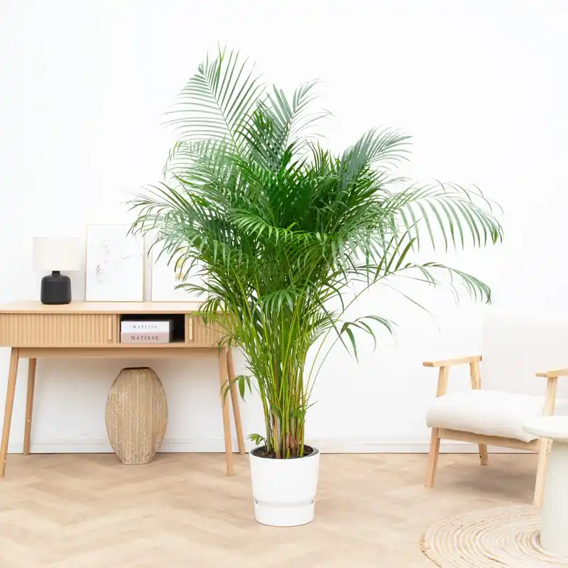 Fabrieksprijs - Dypsis Lutescens (Areca palm) - 140cm