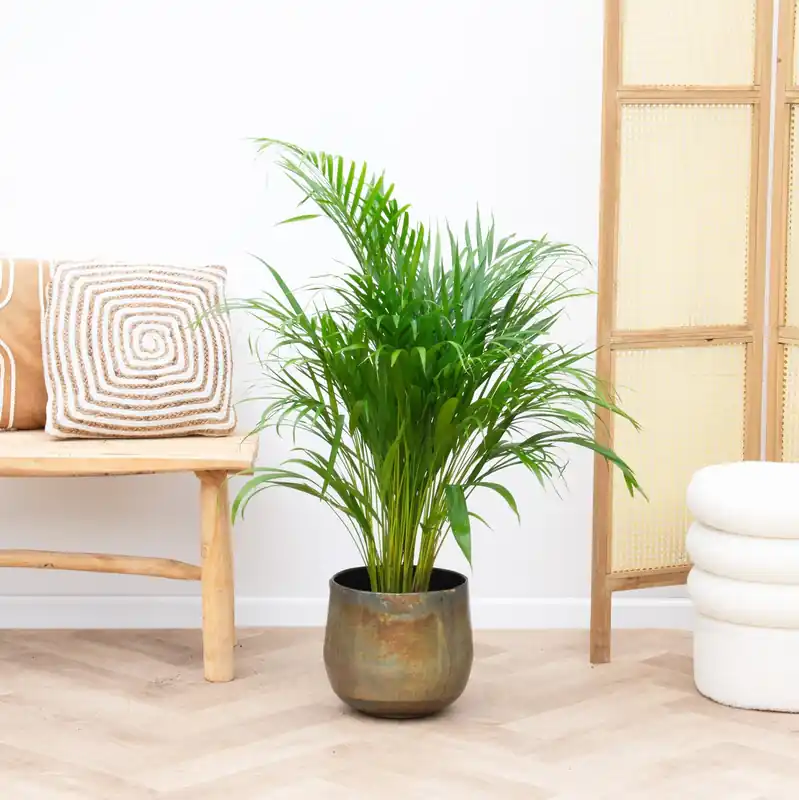 Topproduct | Dypsis Lutescens (Areca palm) - 100cm