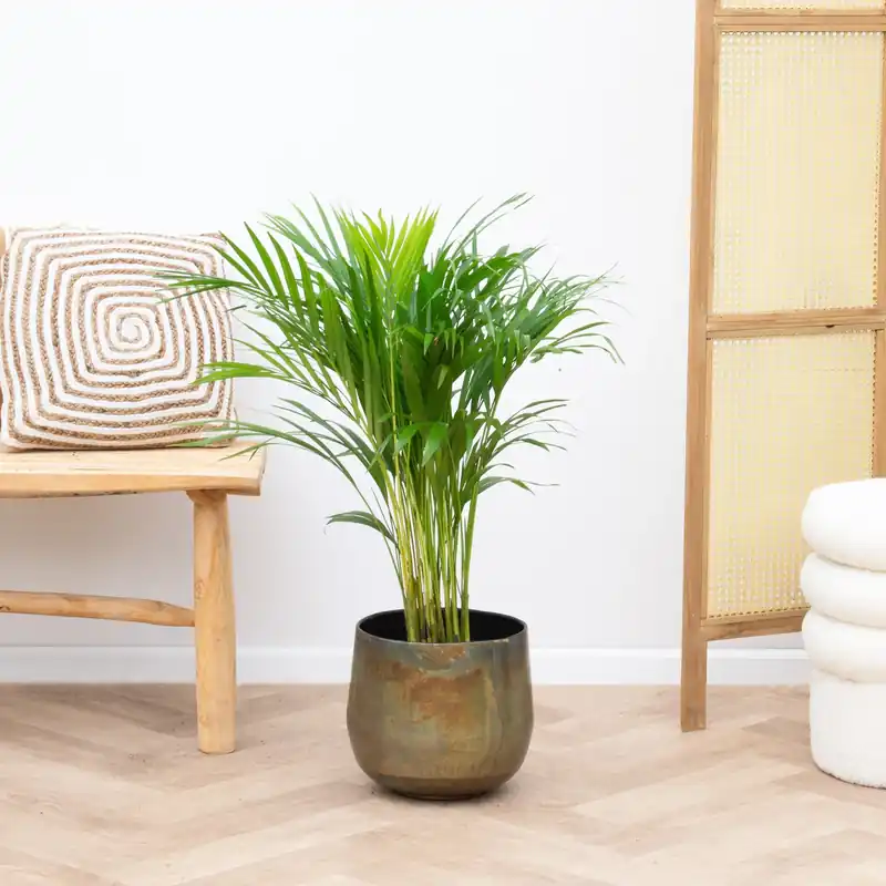 Klantfavoriet | Dypsis Lutescens (Areca palm) - 70cm