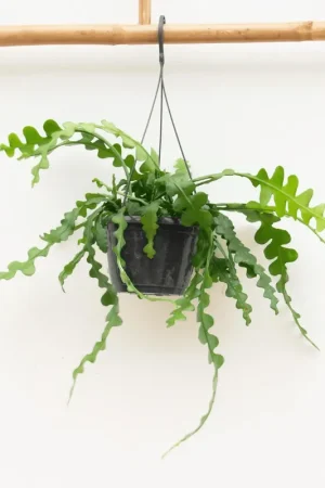 Zeer goed beoordeeld | Hangplant Epiphyllum Anguliger - 35cm