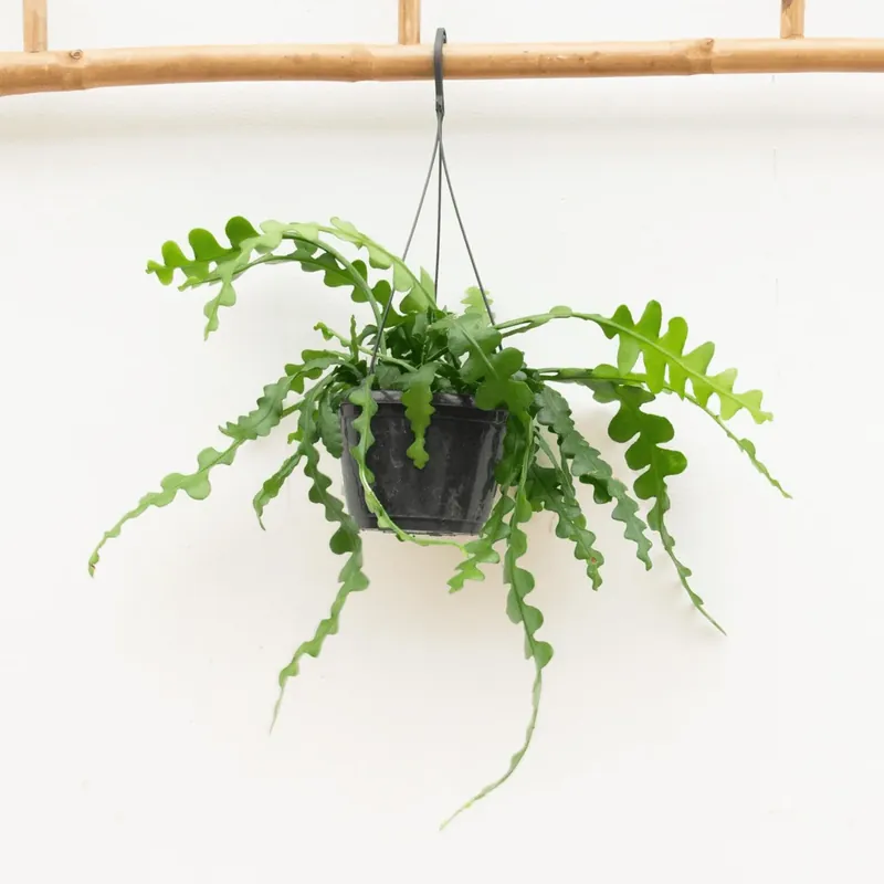 Zeer goed beoordeeld | Hangplant Epiphyllum Anguliger - 35cm