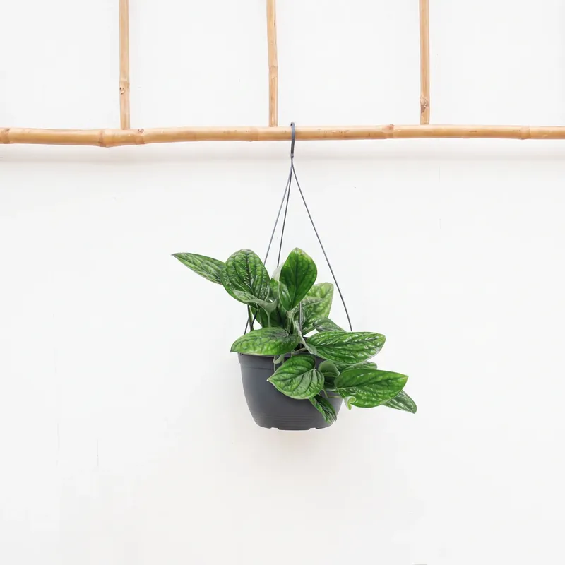 Epipremnum pinnatum ‘Marble Planet‘ hangplant - 30cm - Beste prijs