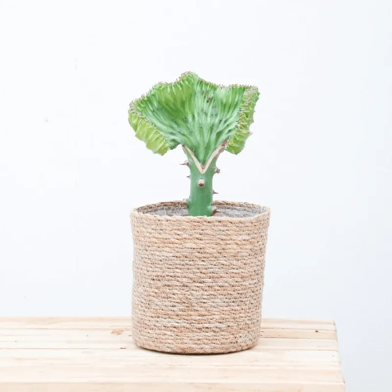 Euphorbia lactea Cristata groen - 30cm | Net gelanceerd