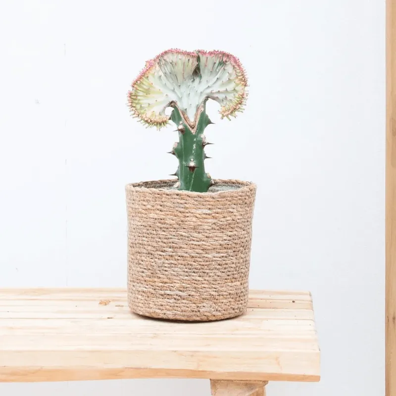 Euphorbia lactea Cristata rood - 30cm | Nieuw in het assortiment