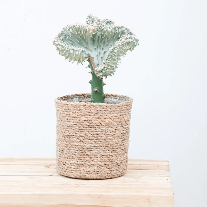Topdeal - Euphorbia lactea Cristata wit - 30cm