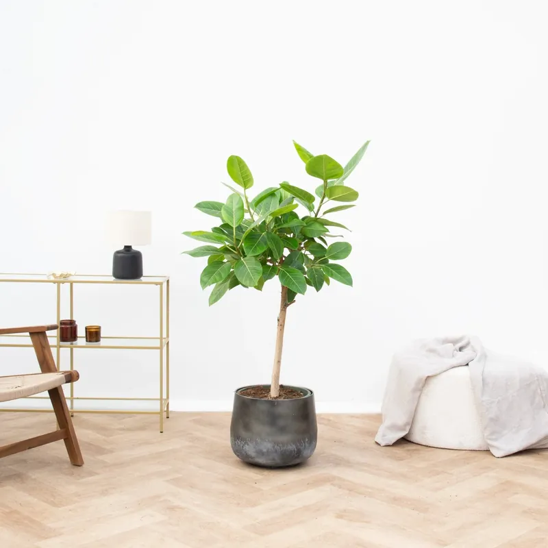 Ficus Altissima Variegata - 100cm | Favoriet van klanten