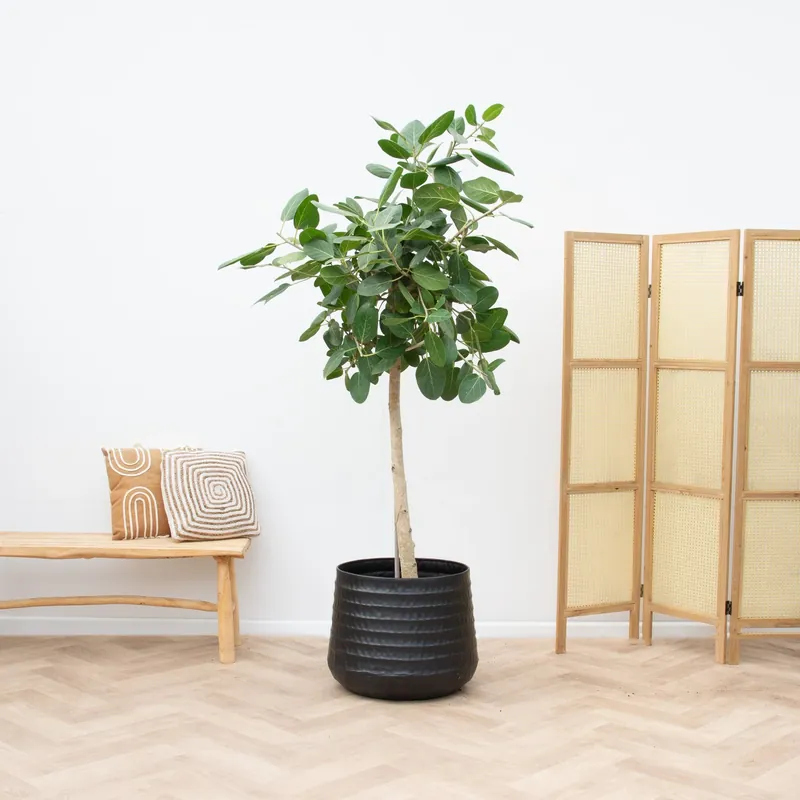 Ficus Benghalensis Audrey op stam - 240cm - Pak je kans