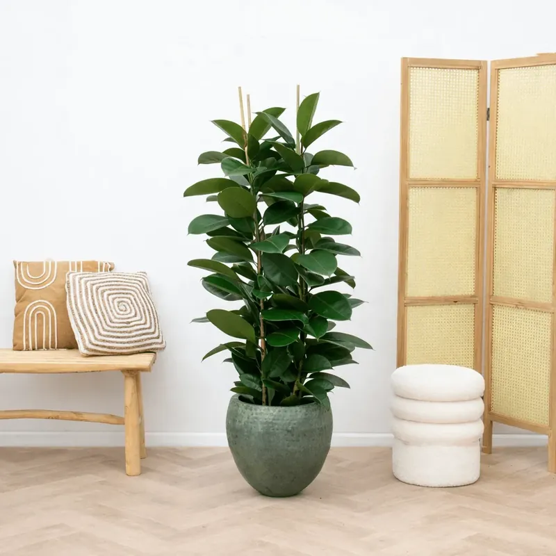 Ficus Elastica Robusta struik - 140cm - Outlet