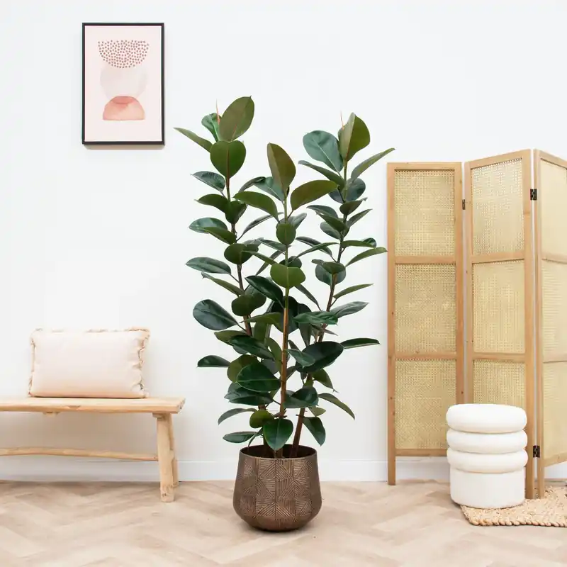 Veel gekozen - Ficus Elastica Robusta struik - 190cm