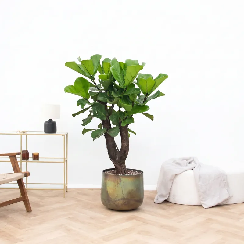 Deal - Ficus Lyrata Bonsai vertakt - 130cm