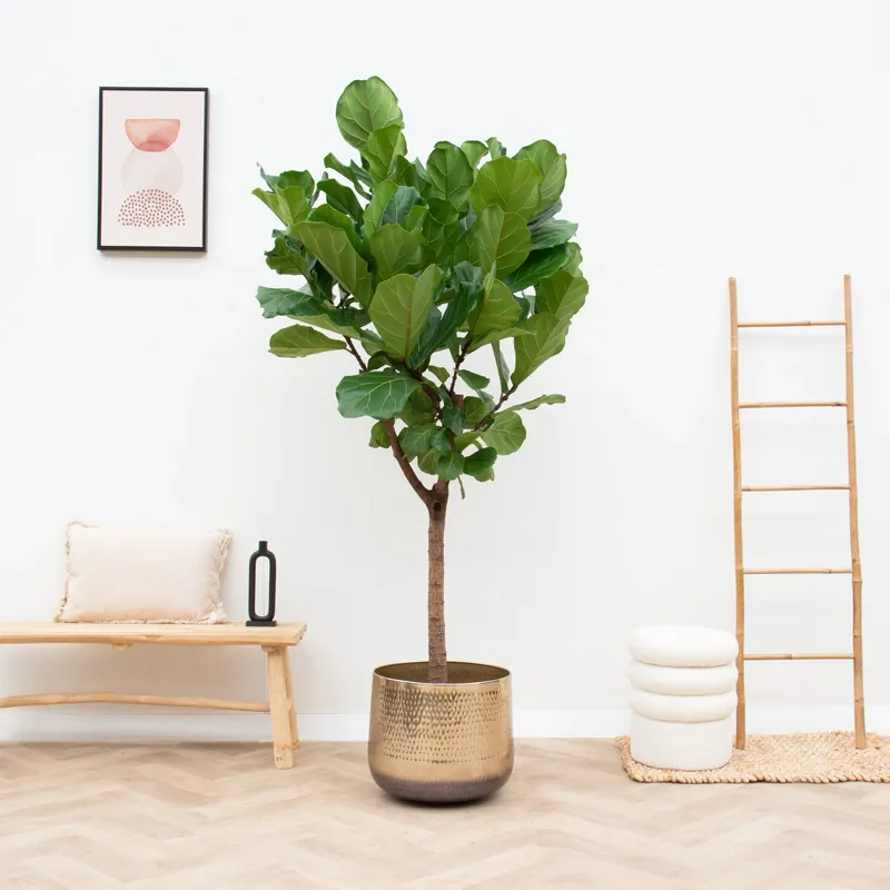 Ficus Lyrata boom XL - 190cm - Tijdelijke aanbieding