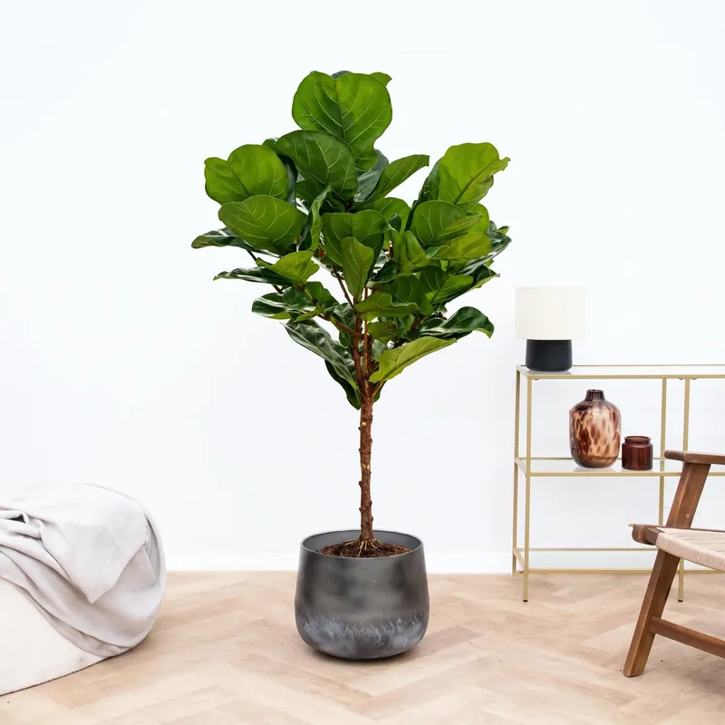 Trending - Ficus Lyrata op stam - 150cm