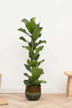 Aanbieding loopt bijna af - Ficus Lyrata struik - 80cm
