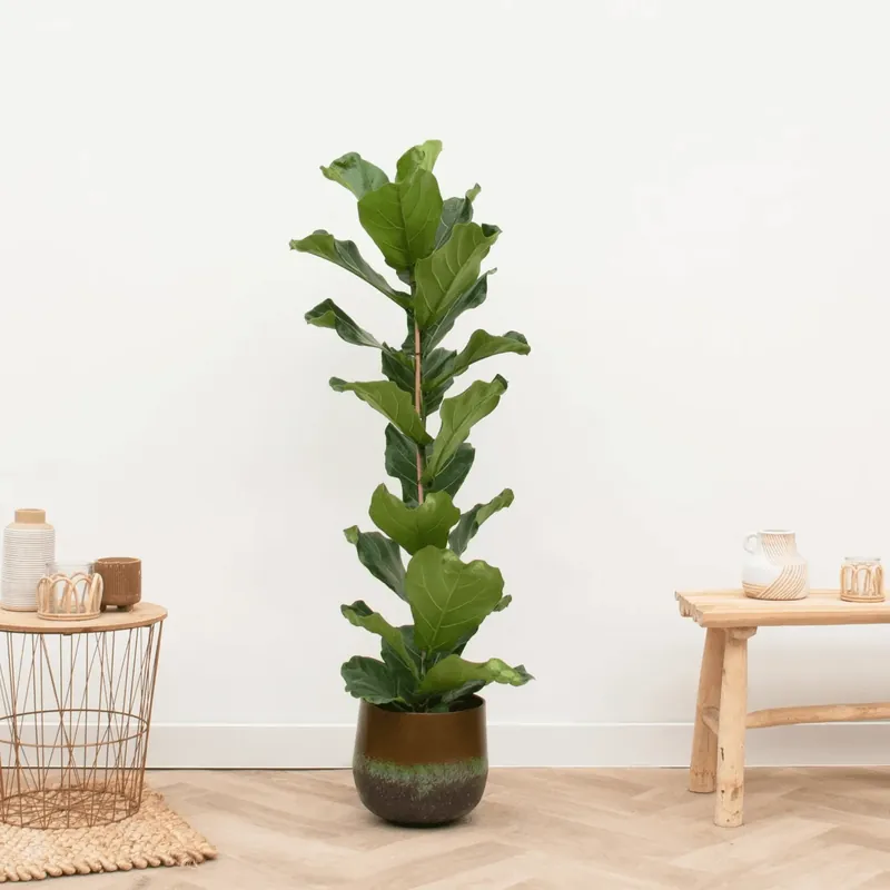 Aanbieding loopt bijna af - Ficus Lyrata struik - 80cm