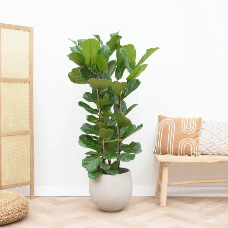 Ficus Lyrata struik - 150cm | Erg populair
