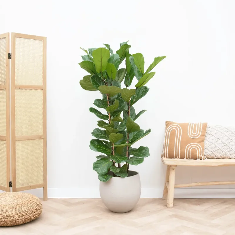 Scherp geprijsd | Ficus Lyrata struik - 130cm