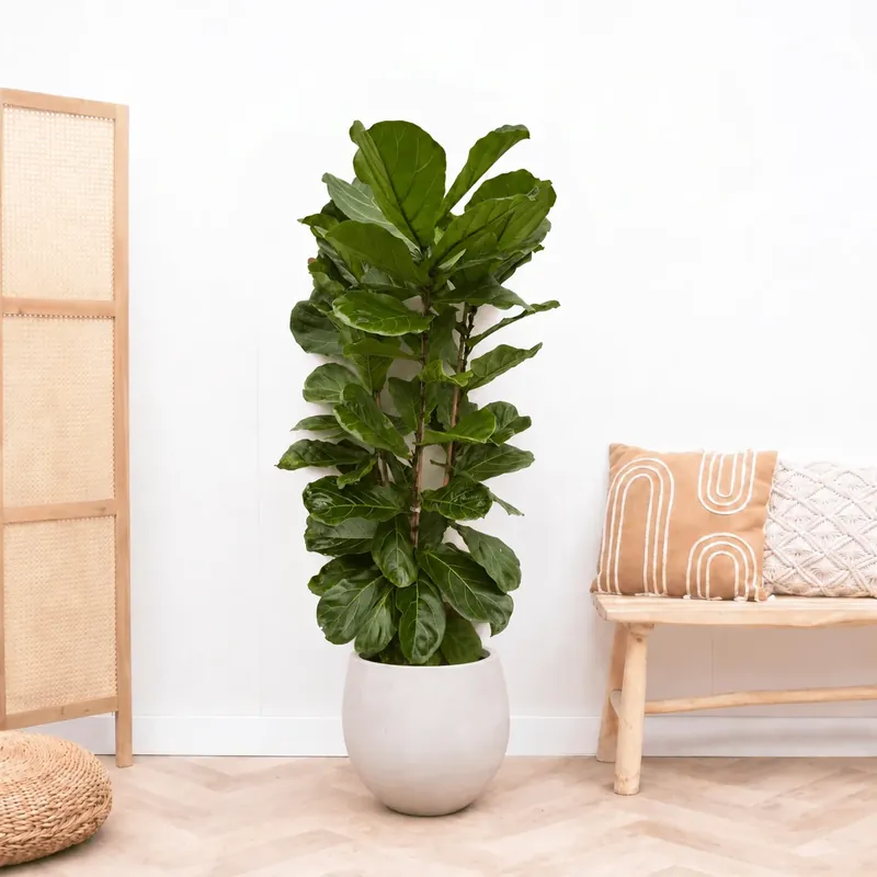 Ficus Lyrata struik - 180cm - Nog maar enkele beschikbaar