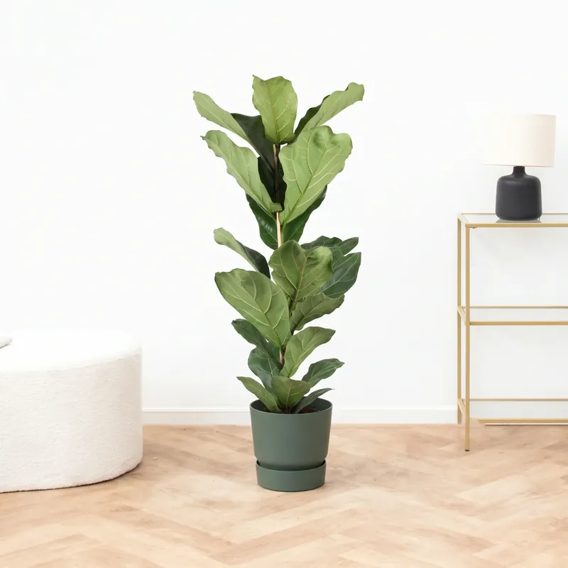 Ficus Lyrata struik XXL - 120cm | Eenvoudig retourneren