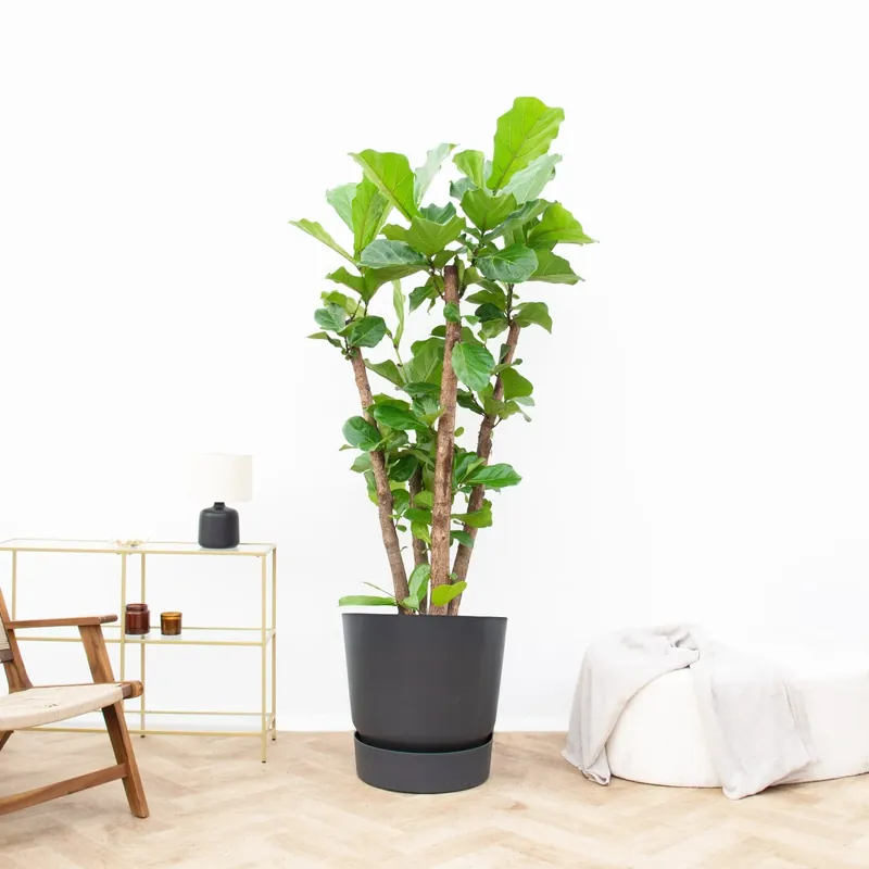 Nieuw - Ficus Lyrata vertakt XXL - 200cm