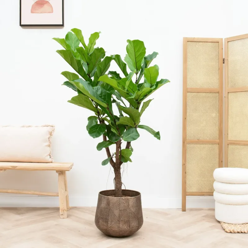 Beste prijs | Ficus Lyrata vertakt - 140cm