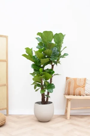 Voordeelprijs | Ficus Lyrata vertakt - 170cm