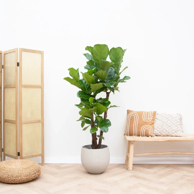 Voordeelprijs | Ficus Lyrata vertakt - 170cm