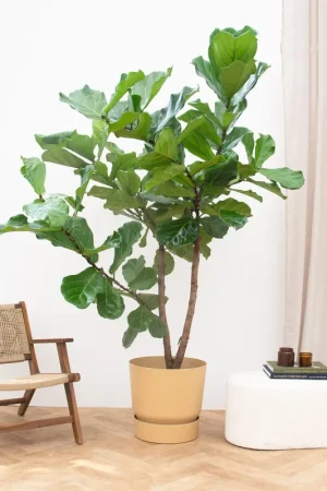 Voeg toe aan winkelwagen - Ficus Lyrata vertakt XXXL - 275cm