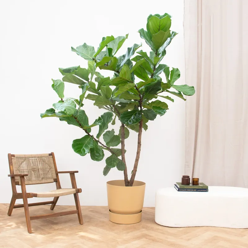 Voeg toe aan winkelwagen - Ficus Lyrata vertakt XXXL - 275cm