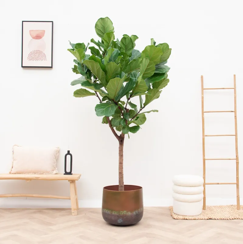 Ficus Lyrata boom XXL - 210cm | Bespaar nu