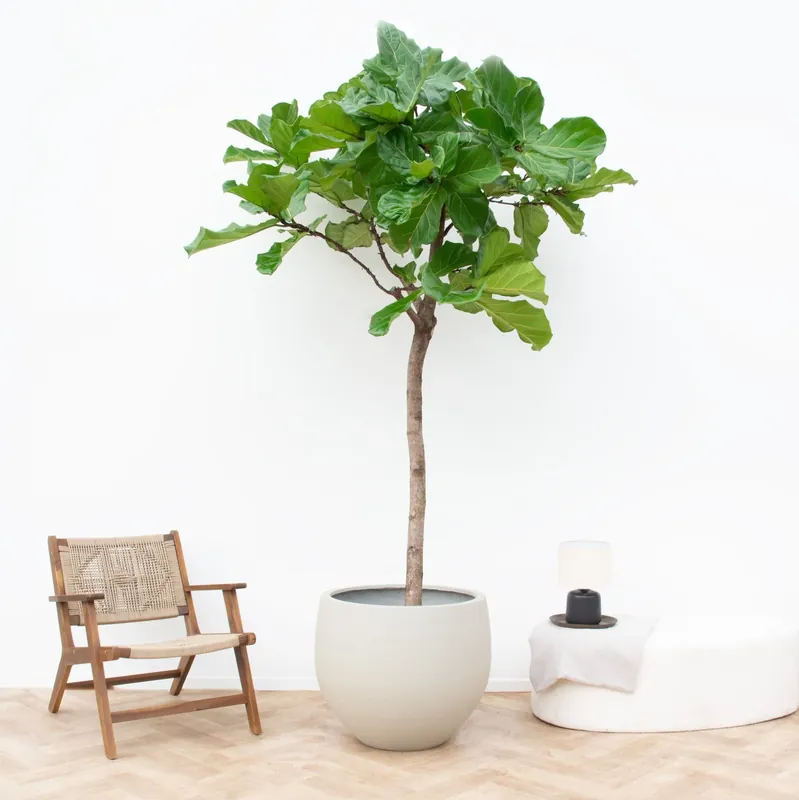 Ficus Lyrata XXXL - 230cm | Snelle verzending