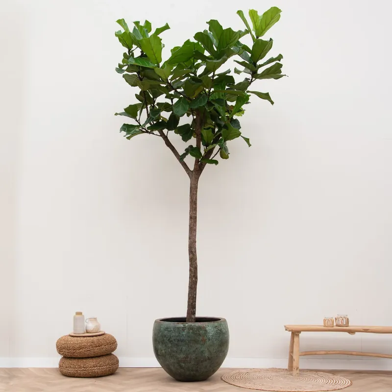 Direct leverbaar - Ficus Lyrata XXXL - 270cm
