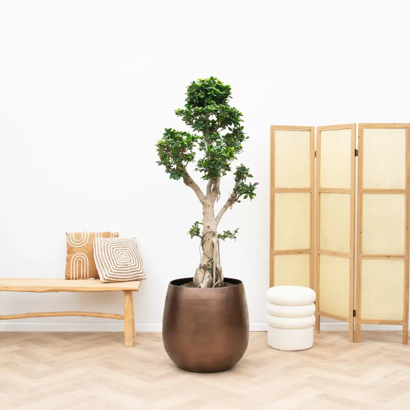 Ficus Microcarpa Ginseng - 180cm - Flitsaanbieding