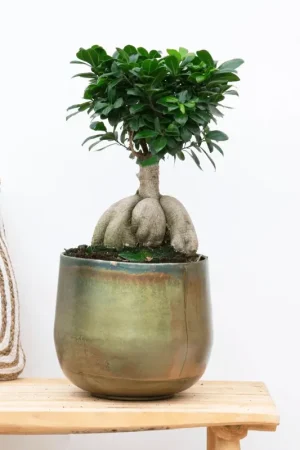 Actieprijs - Ficus Microcarpa Ginseng - 40cm
