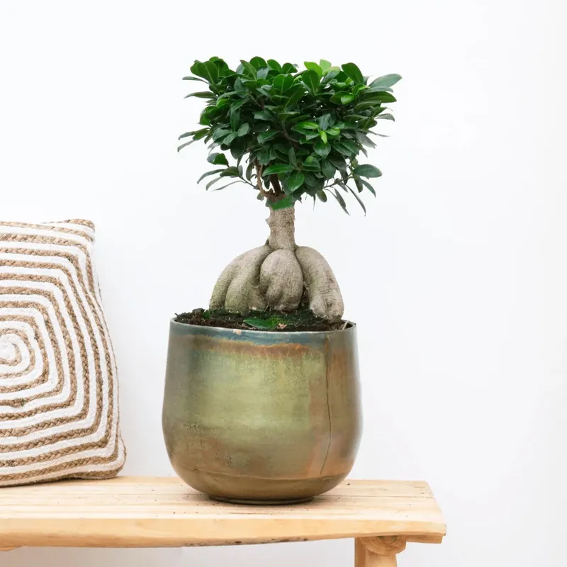 Actieprijs - Ficus Microcarpa Ginseng - 40cm