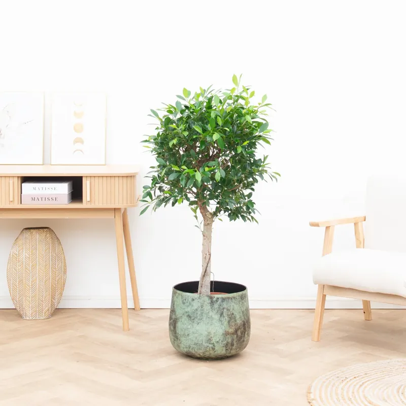 Nu kopen | Ficus Nitida op stam - 150cm