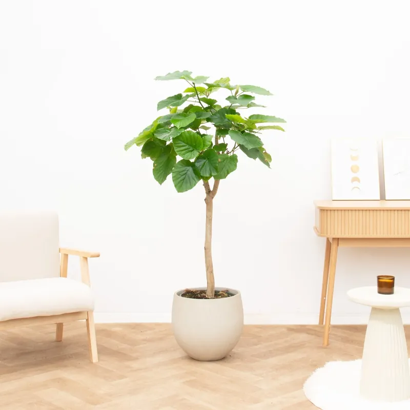 Ficus Umbellata - 180cm - Aanrader