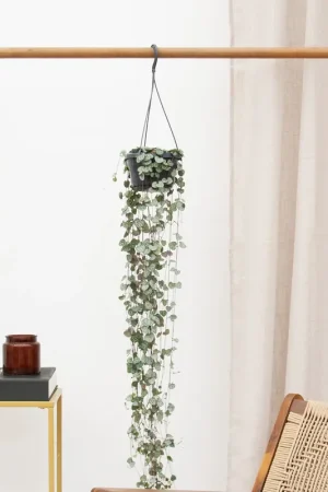 Verlaagde prijs - Hangplant Ceropegia Linearis ‘Woodii‘ - 30cm