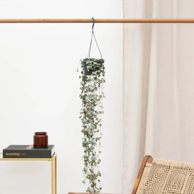 Verlaagde prijs - Hangplant Ceropegia Linearis ‘Woodii‘ - 30cm