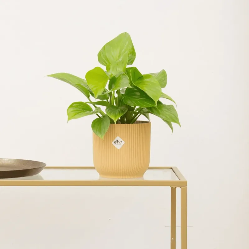 Veel gevraagd | Homalomena Lemon Lime - 30cm