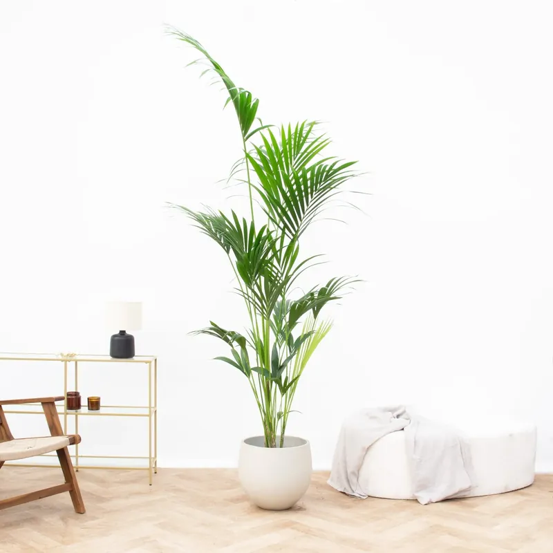 Direct bestellen - Kentia palm - 170cm
