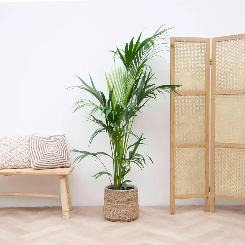 Kentia palm - 200cm - Scherp geprijsd