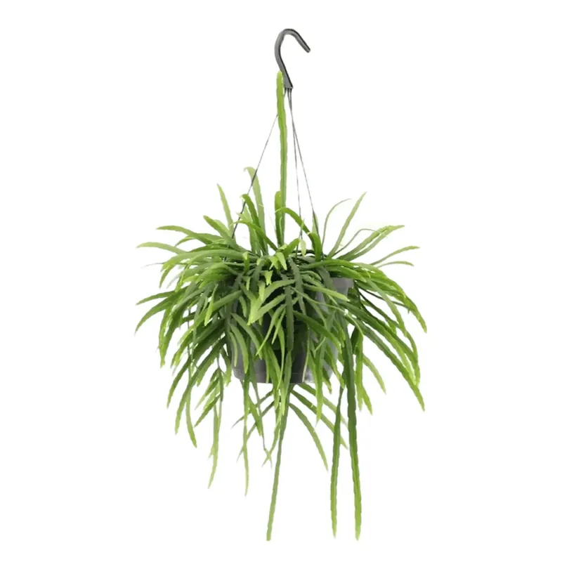 Klantfavoriet - Lepismium Bolivianum hangplant - 25 cm