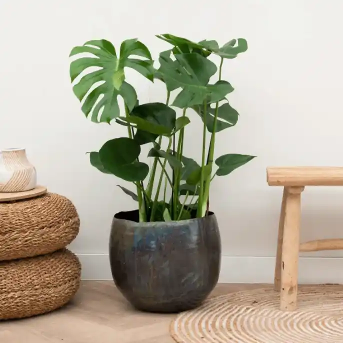 Monstera Deliciosa - 70cm | Premium