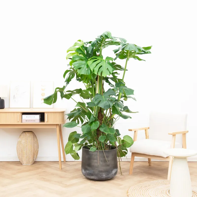 Monstera Deliciosa XXL - 170cm - Laatste stuks